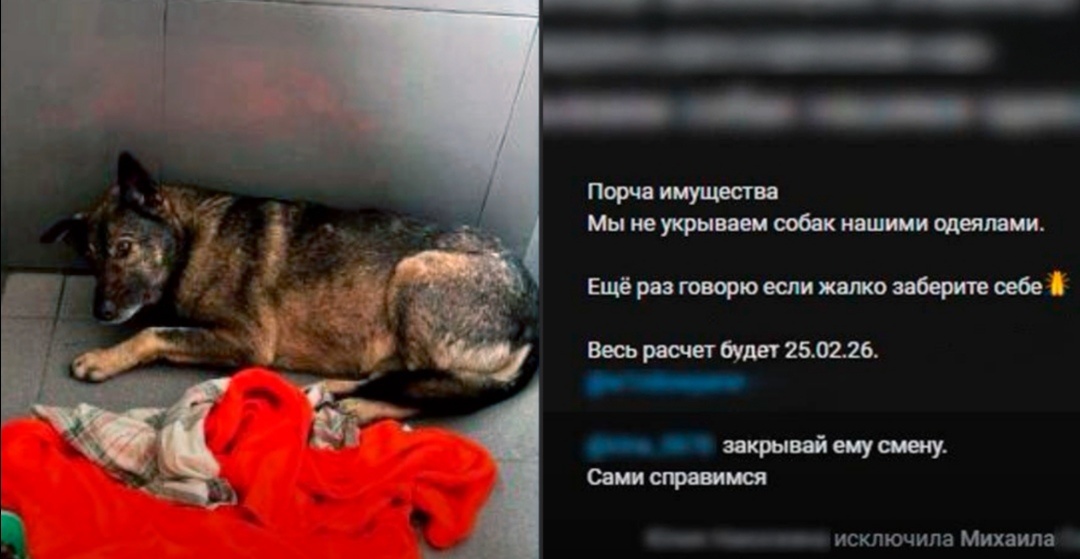 Фото из интернета. Команды от ,,вершителя человеческих судеб и великого начальника"- юли. Убрать плед и выкинуть Михаила вместе с собакой на улицу. Это нормально для типа цивилизованного общества ?