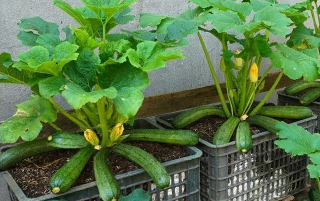 Урожай кабачков на месяц раньше. Секрет в «умной» грядке