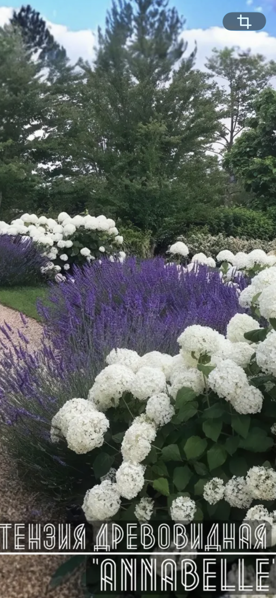 Фото из свободного источника - примерно напоминающее. 