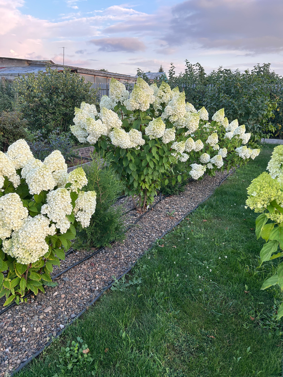 Миксбордер под переделку. Фото Мой  второй сад. 