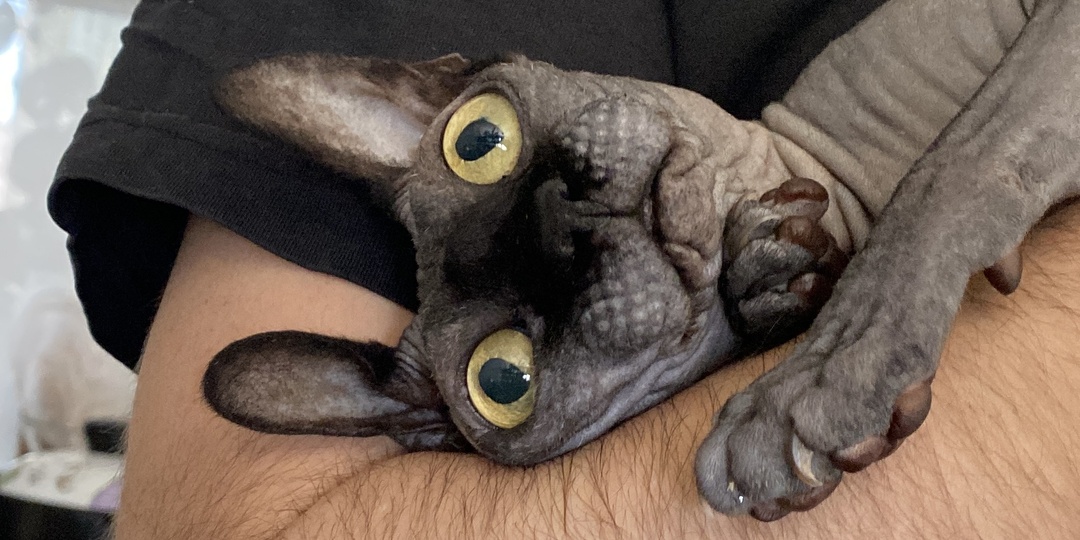 Один или со всеми: как сфинксы распределяют любовь между членами семьи