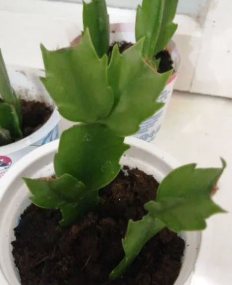 Первая детка шблюмбергеры, должна быть белого цвета.