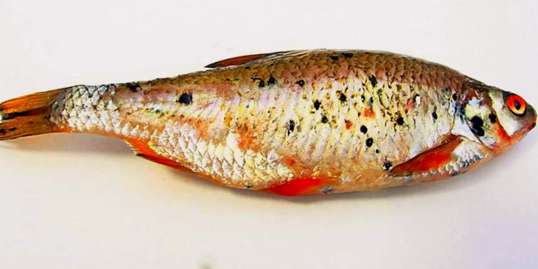 Черные точки на рыбе: что это такое и можно ли такую рыбу есть