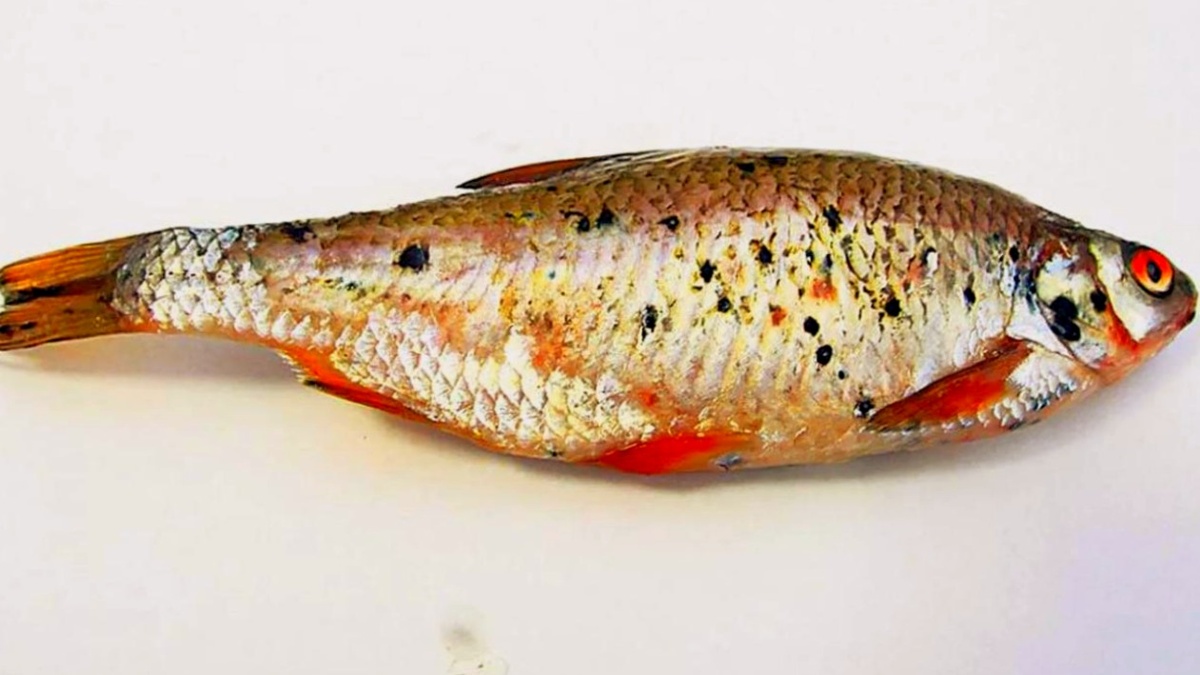 Плотва зараженная постодиплостомозом