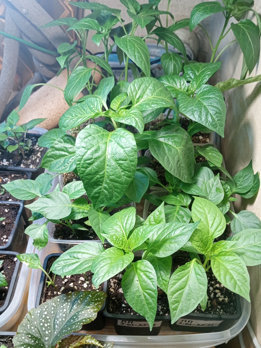 Перцы - фото 25.02.26