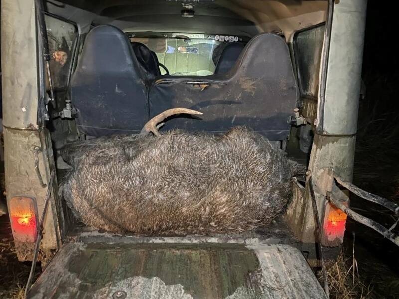    Охота на оленя, браконьеры