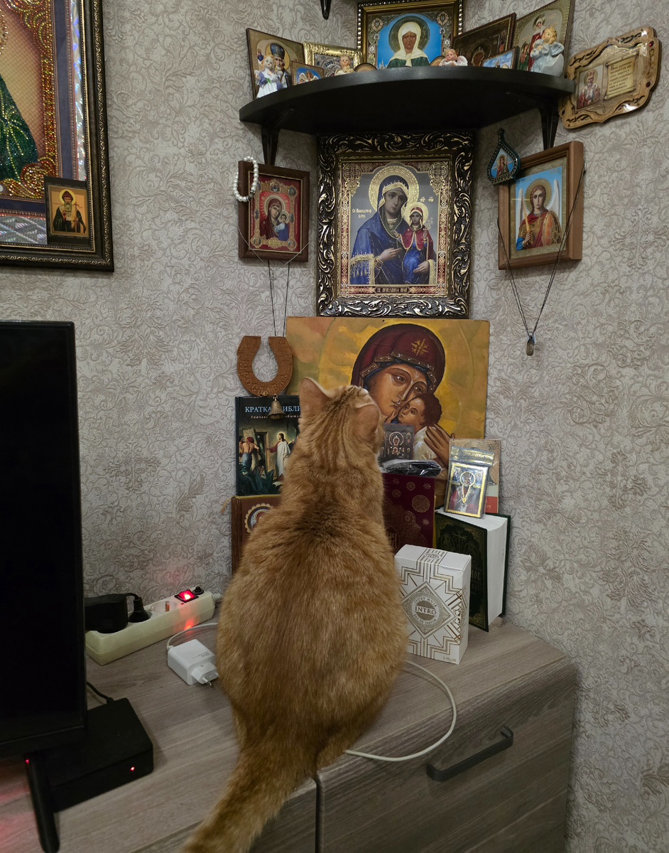 Гриша часто так сидит на комоде и смотрит на иконы. Иногда с кем-то пытается играть 