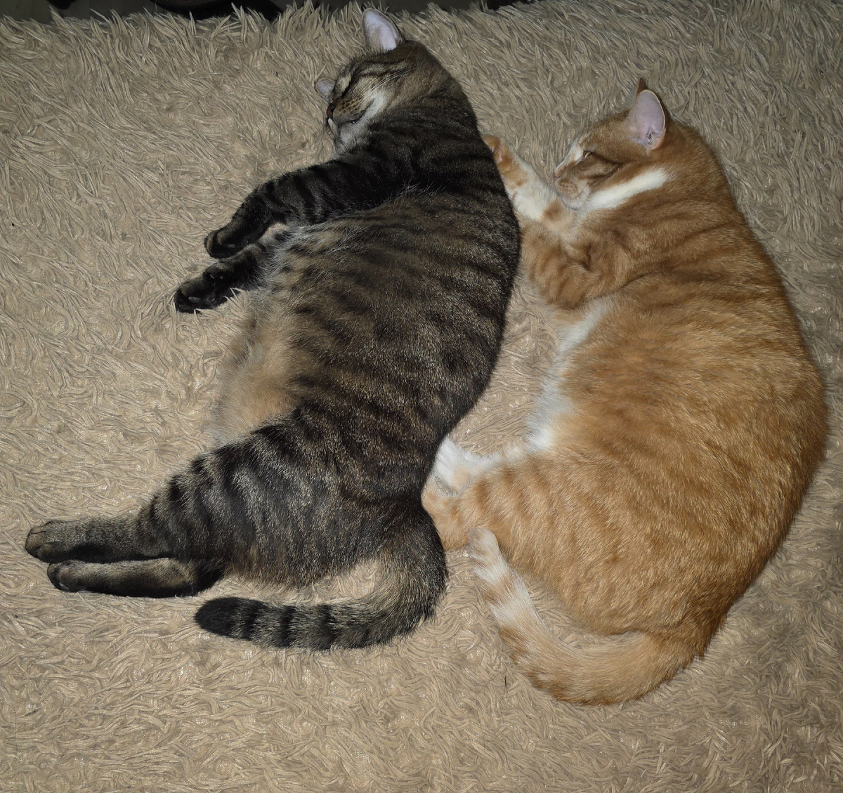 Ленюсь, как и мои пушистики 🤗