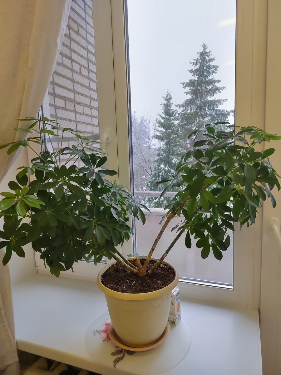 Фото из санатория. Моя любимая шефлера. Когда-то она у меня тоже была, но её столкнул с подоконника наш крыс Жорик, и она погибла. Все никак не куплю🤷🏻‍♀️