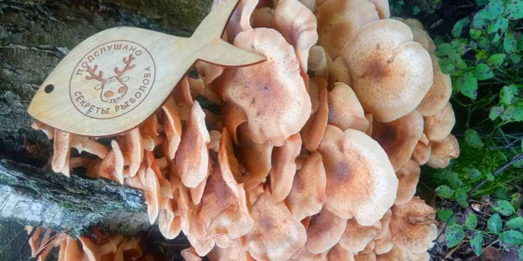 Не солить, не варить и не жарить. Кандидат наук показал, что делать с грибами, чтобы польза была в 10 раз больше, а не только вкус
