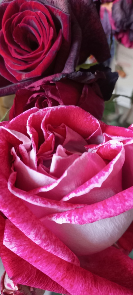 Доставка цветов и подарков 