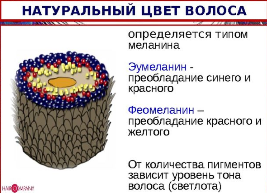 Натуральный цвет волоса состоит из пигментов: синего, красного и желтого