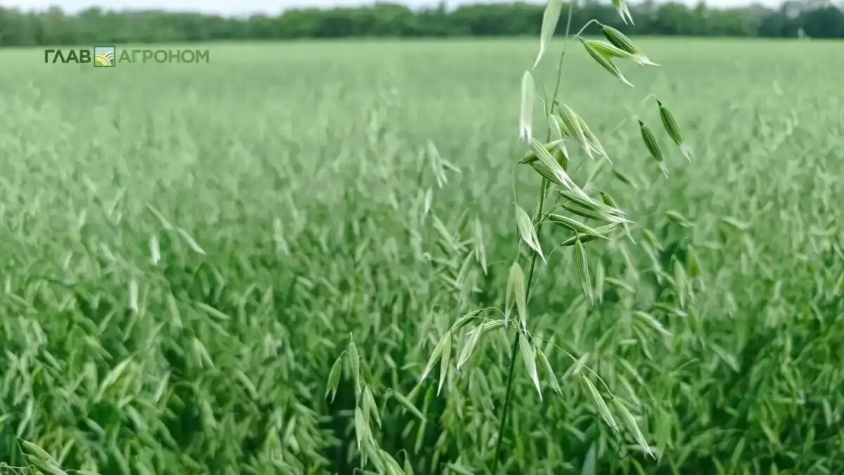 Фото:© Артем Борисов / Glavagronom.ru
Разработаны удобрения, повышающие урожайность овса на 16%