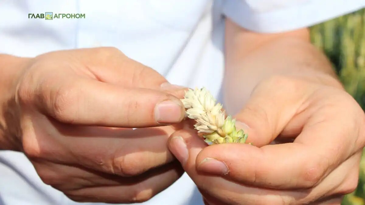 Фото:© Владимир Исаенко / Glavagronom.ru
Ввести платное испытание сортов иностранной селекции предложил Минсельхоз Казахстана