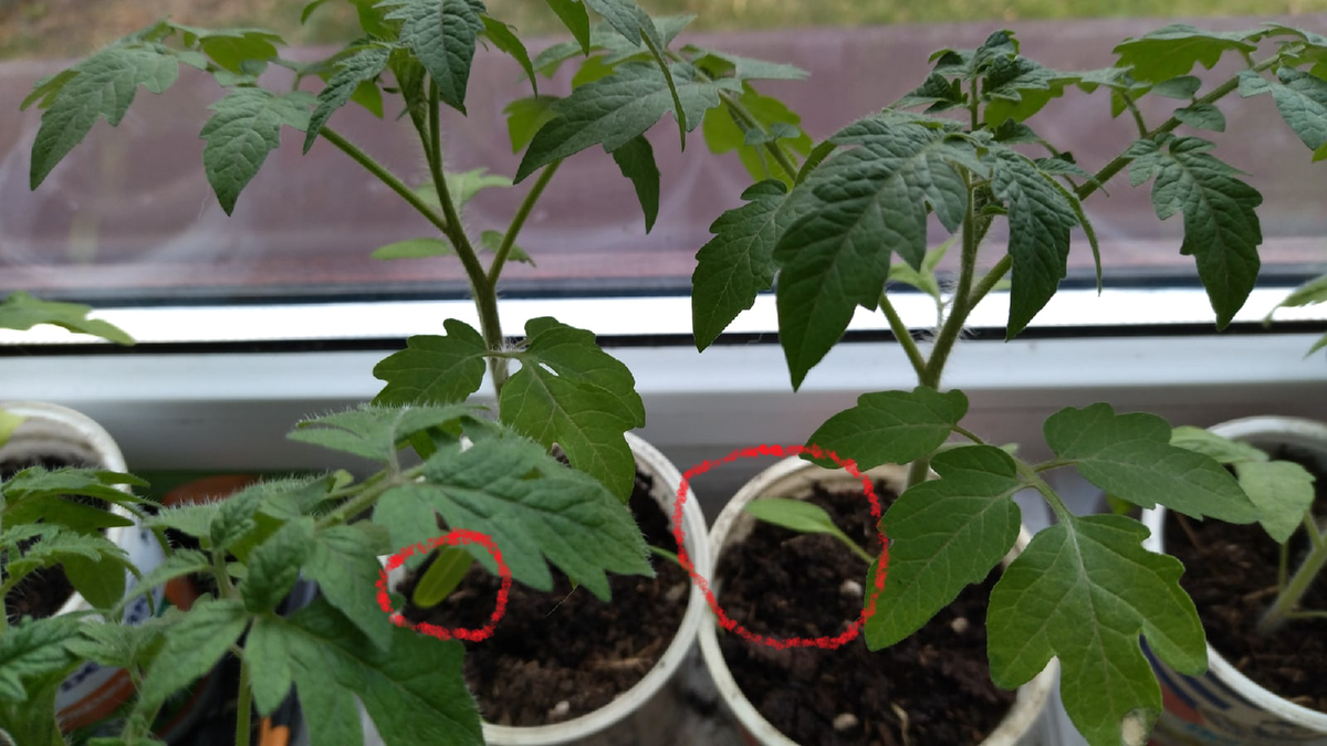 Желтеют семядоли. Фото автора