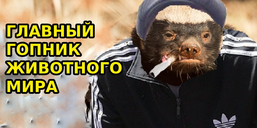 Лев боится его, а кобра — закуска: кто такой медоед и почему его называют «самым бесстрашным животным планеты»?