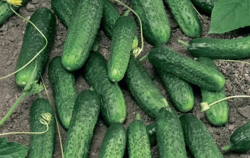 Эти огурцы я больше никогда сажать не буду, рассказываю, что это за сорт и почему