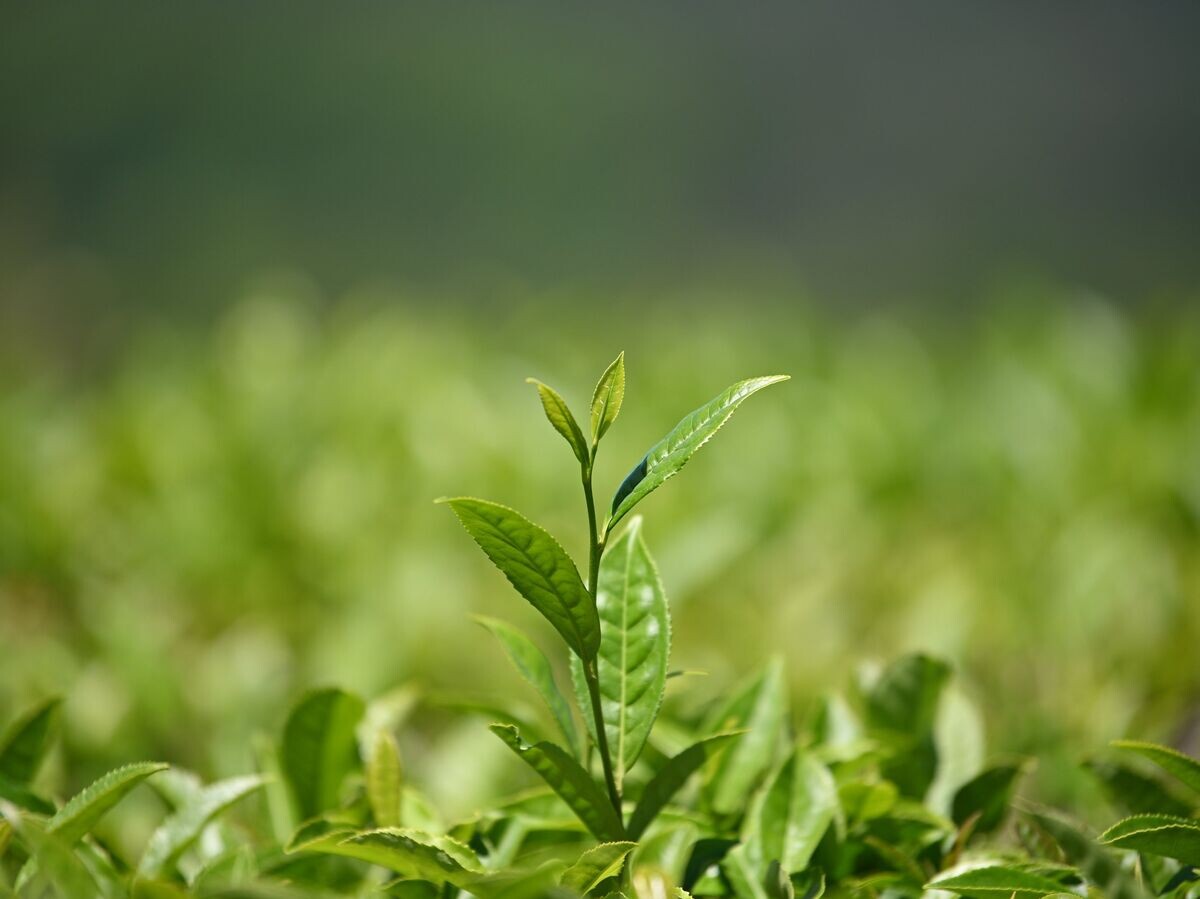    Сбор чая в Сочи© РИА Новости . Артур Лебедев