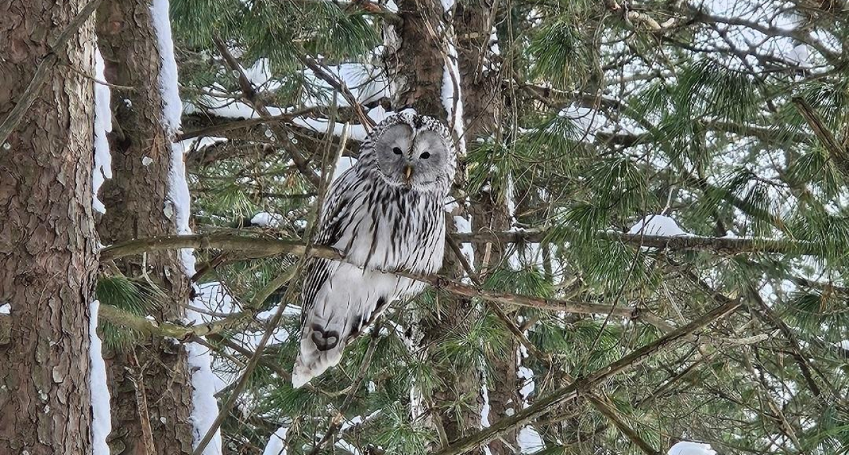    Ботсад Йошкар-Олы с сайта metr12.ru