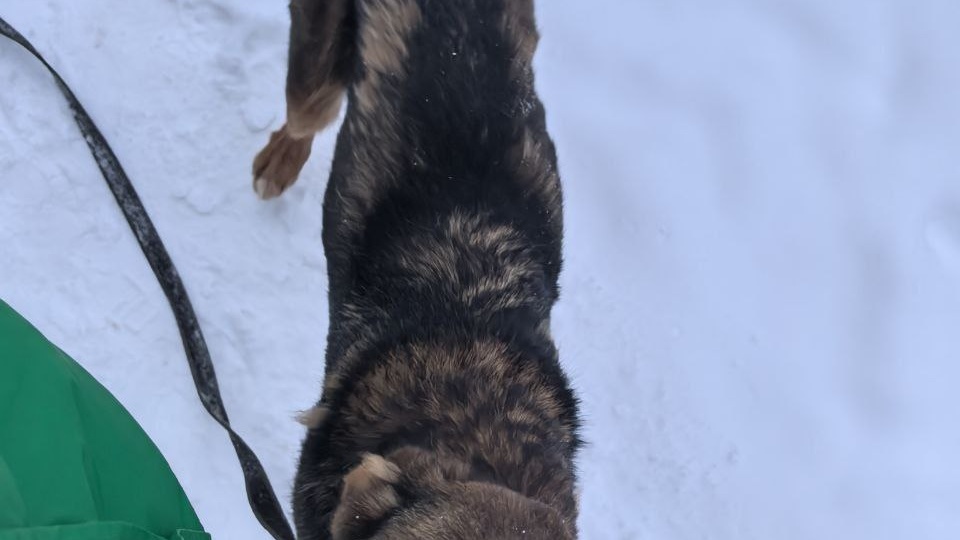 История Фореста началась в лютые 25 градусные морозы, когда он скитался по городу в поисках еды и тёплого угла