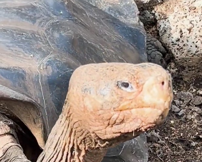 Молодая черепаха делает первые шаги по острову Флореана.