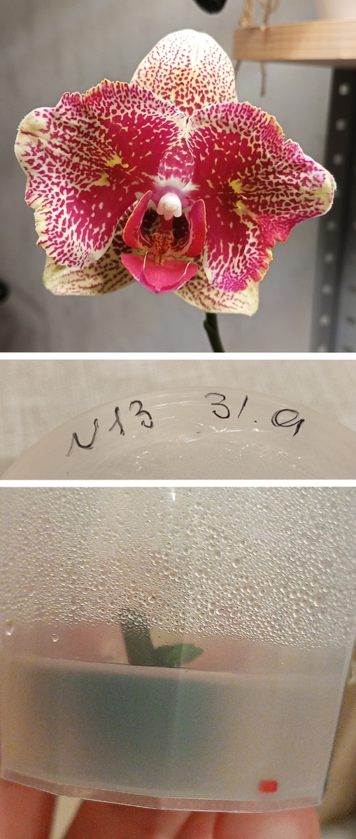 Инициация прошла успешно 