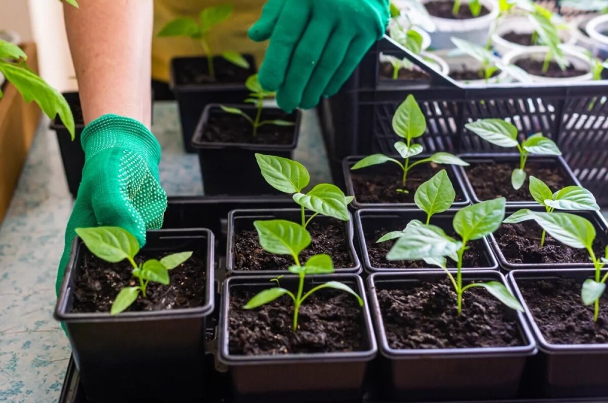    Наша главная задача — проветривание, контроль влажности под досветкой.