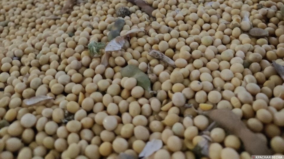     Соя на складе   
© ИА Красная Весна