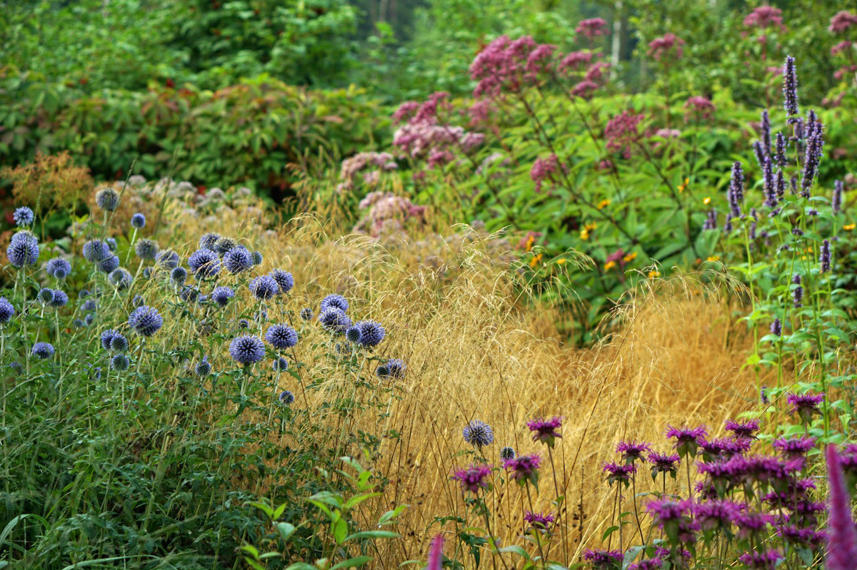 Сад и фото Татьяны Перепечкиной, Подмосковье