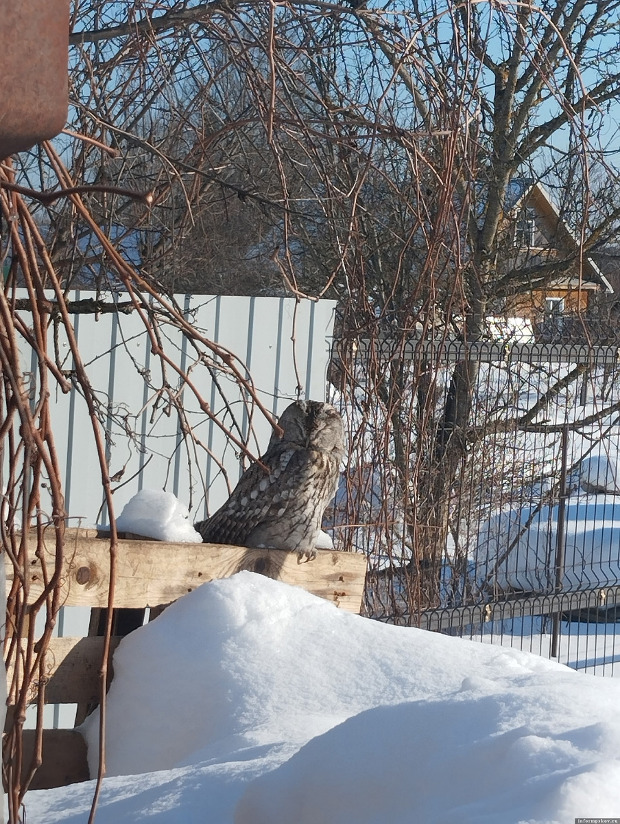 Фото здесь и далее: газета «Сельская новь»