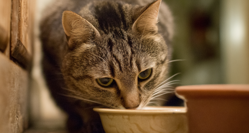    нейросеть Midjourney