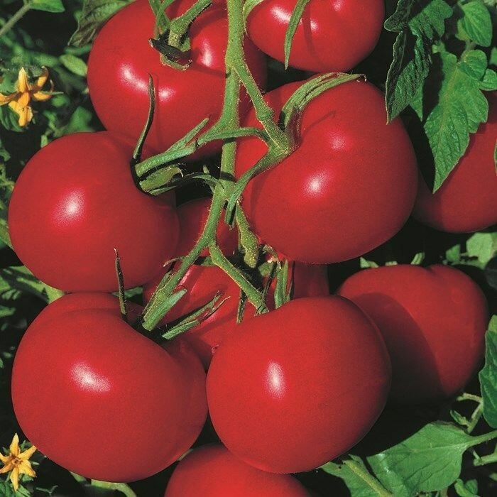 Данный томат: при правильном уходе даёт плотные, крупные плоды без зелёного пятна у плодоножки. Иллюстрация общедоступного ресурса.