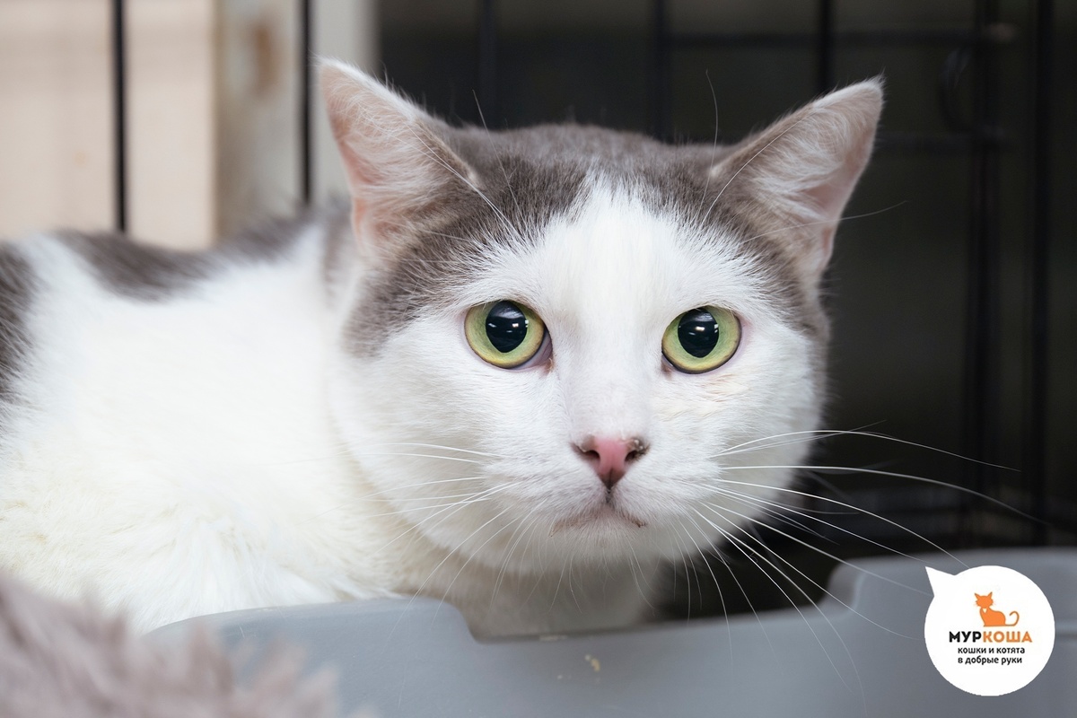 Айртон приехал с передержки, скорее всего брат Шипуна.