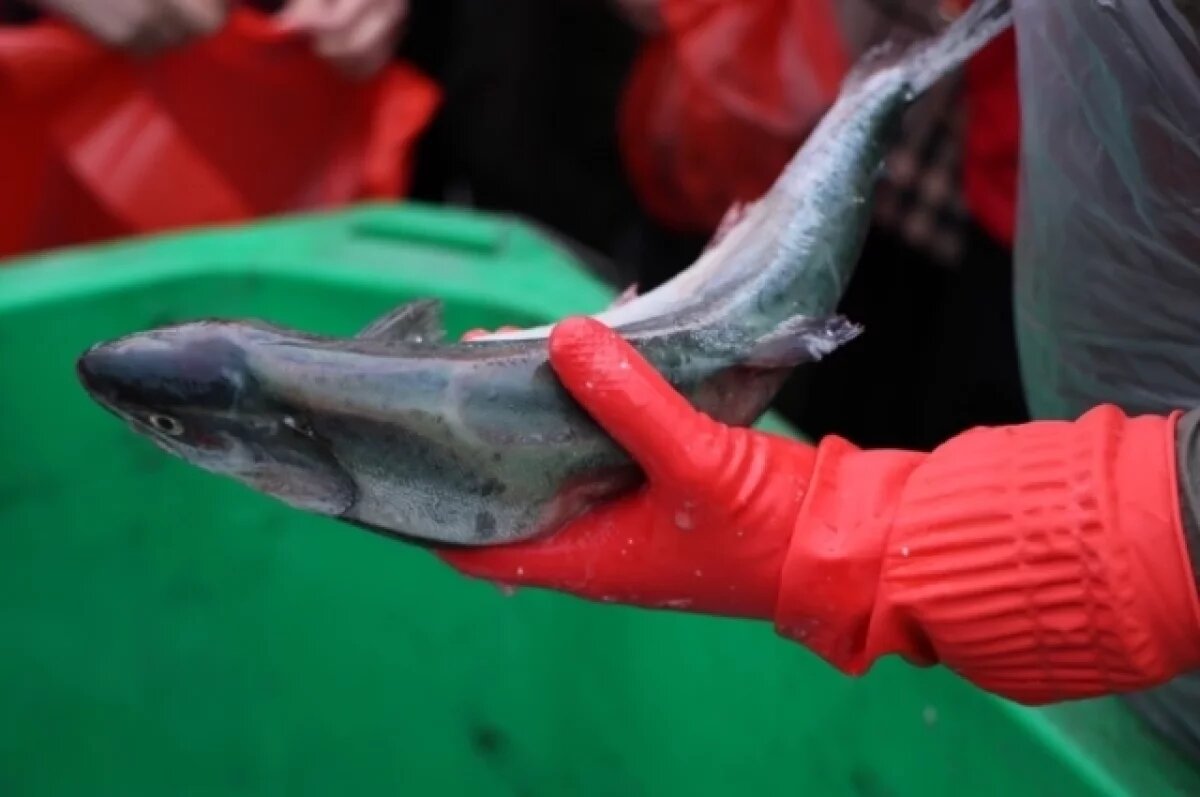    Камчатские рыбаки наращивают поставки на внутренний рынок