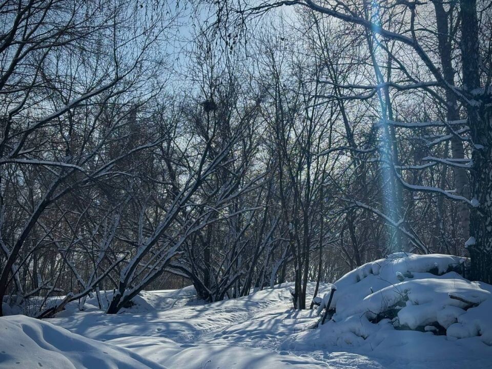    Парк "Юбилейный". Февраль 2026 года. Источник: "Толк"