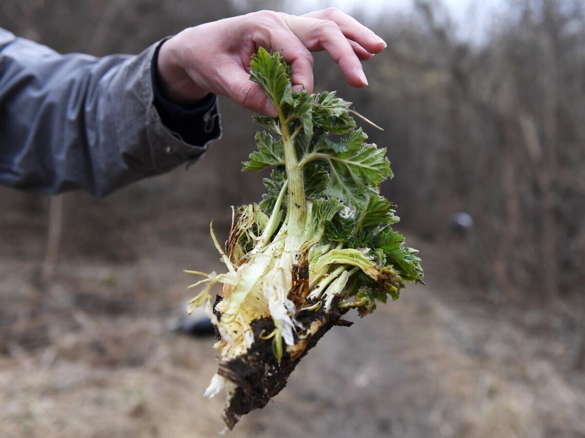    Борьба с борщевиком© РИА Новости . Максим Богодвид