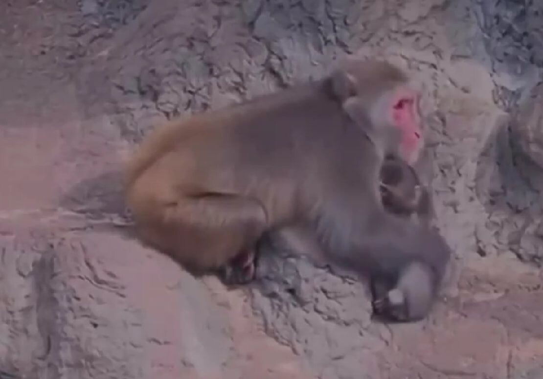     / Источник: Кадр из видео