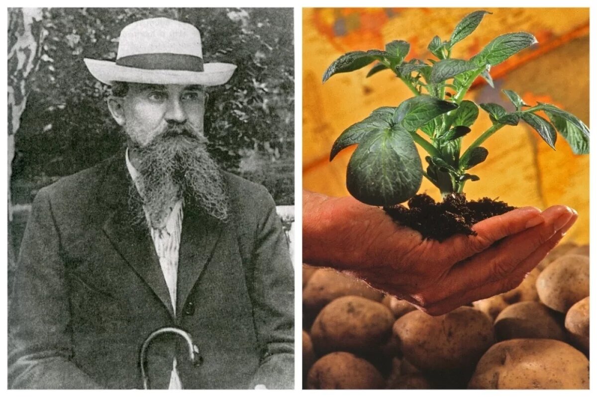    Николай Никитинский выращивал более 500 сортов картофеля на своих полях общей площадью порядка 600 гектаров.