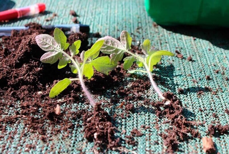 ЭТИ ПОДКОРМКИ - САМЫЕ ВАЖНЫЕ ДЛЯ РАССАДЫ ТОМАТОВ!