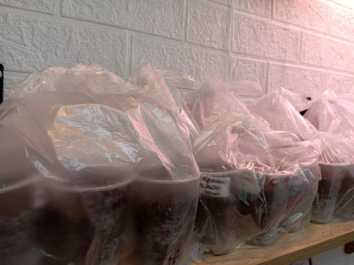 Стоят на полочке над батареей -здесь самое тёплое место