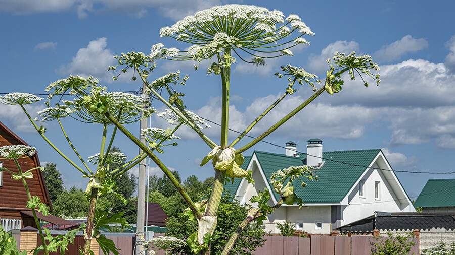    Фото: ИЗВЕСТИЯ/Константин Кокошкин