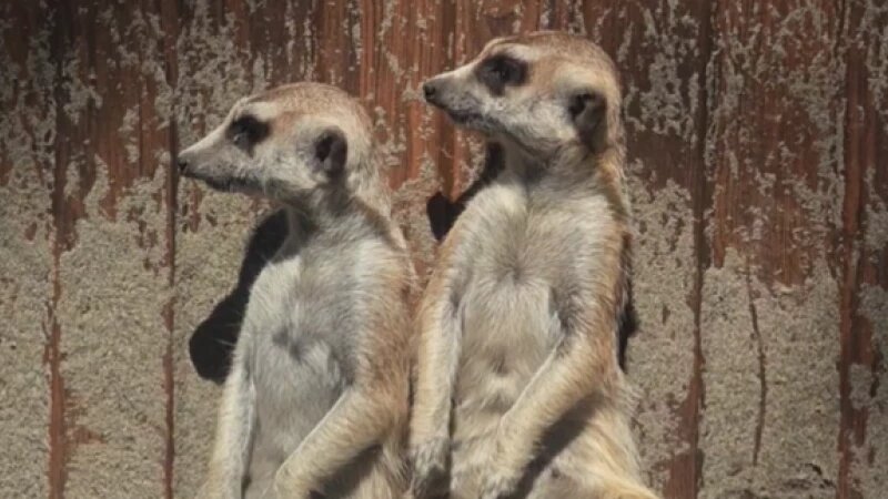     Сурикаты в Барнауле. Барнаульский зоопарк