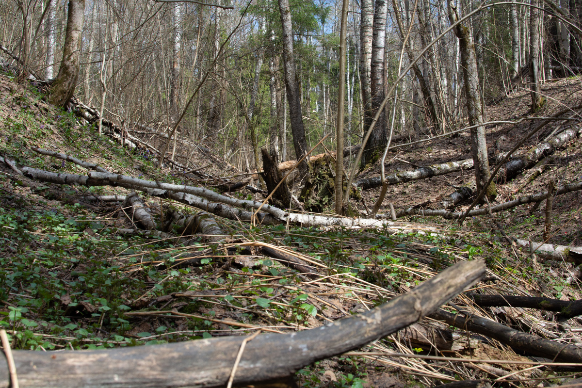 Автор Влад Ионов