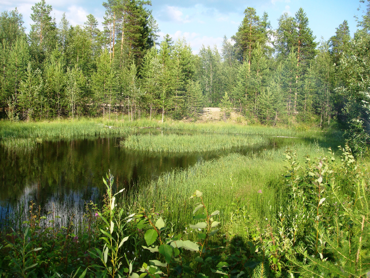 Константин Н "Красота"