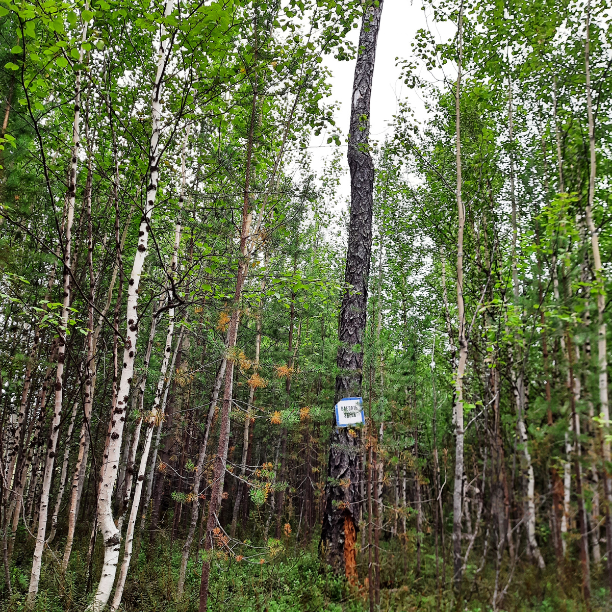 Константин Н. " Береза для влезания от медведя"