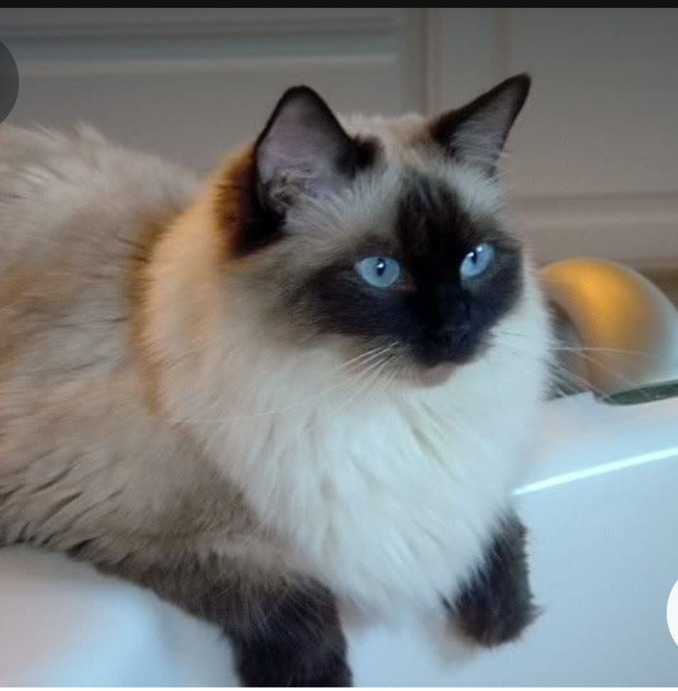 ( Окрас сил колор-пойнт)