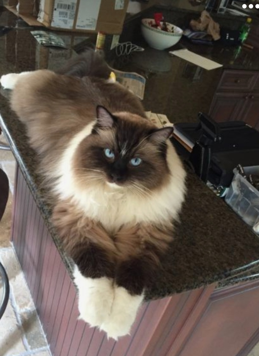 ( сил миттэд )