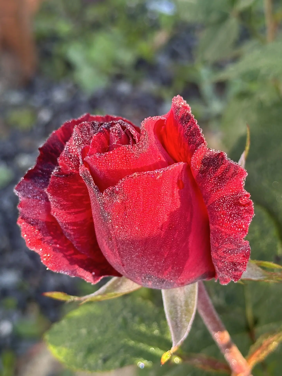 Роза вырвщенная мной.