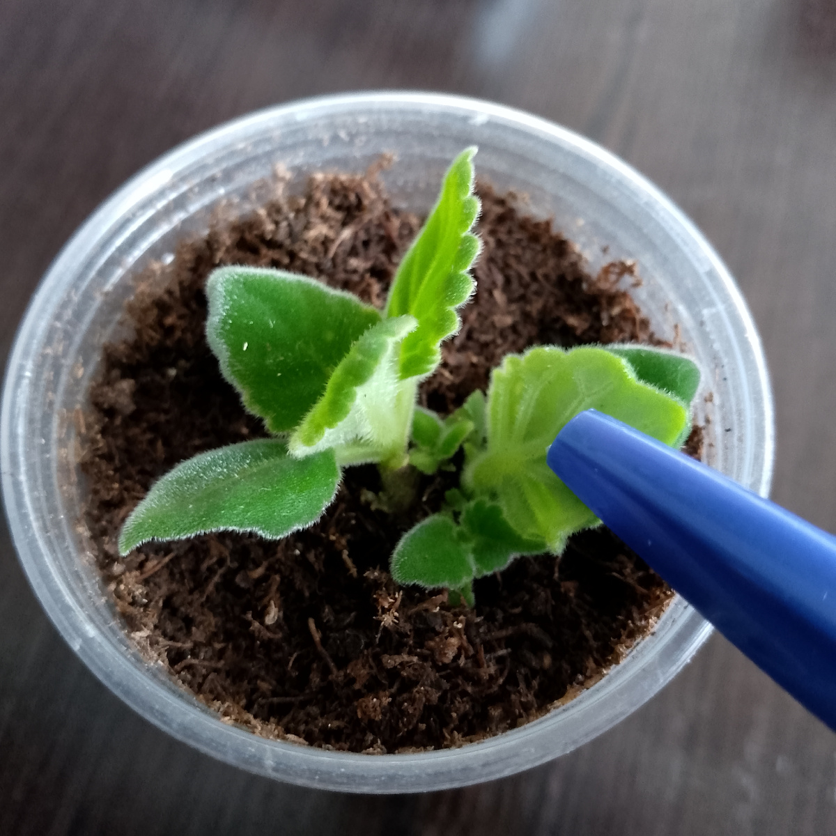 Не огромный клубень, но хочу провести эксперимент