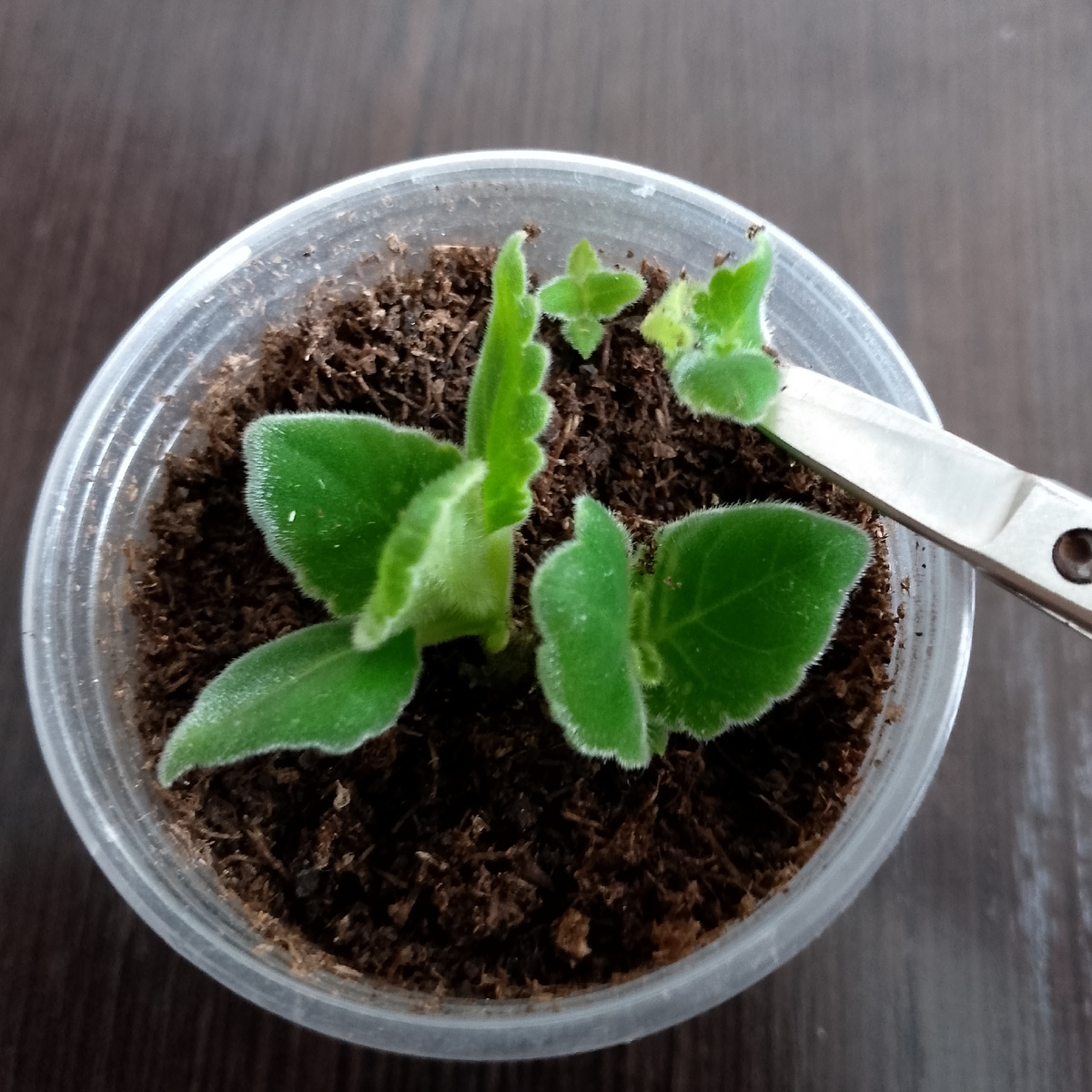 Из четырёх росточков оставлю только два